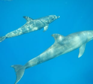 Delfin Tour Marsa Alam