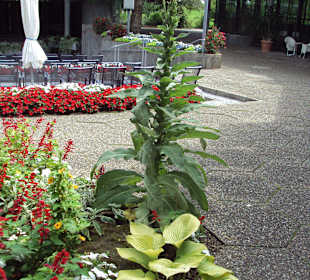 Blumen und Pflanzen vor dem Kurhaus