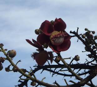 Blüte des Kanonenkugelbaums