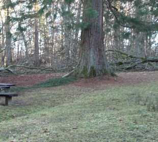 Naturdenkmal Mammutbaum
