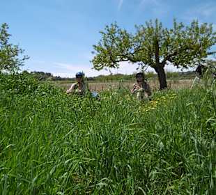 Frühling auf Mallorca