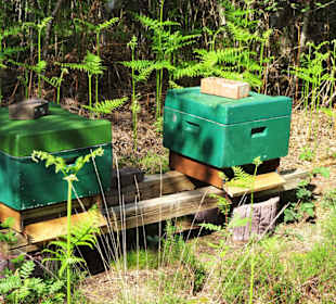 Bienenkörbe im Tarmstedter Moor