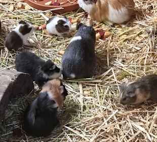 Meerschweinchen