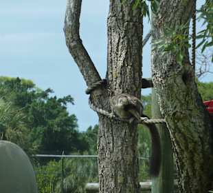 Zoo Naples