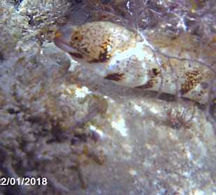 Schnorcheln Makadi Bay