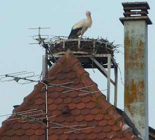 Die beste Aussicht hat der Storch