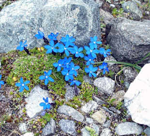 Bergblumen, Kappl, Paznauntal