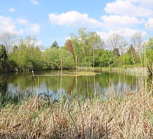 Naturbelassene Tümpel im Hohnhorst-Park