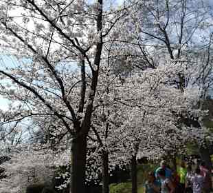 Japanischer Garten in KL