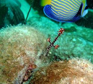 Tauchen Hausriff Ostseite