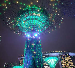 Super Trees bei Nacht 