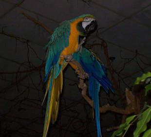 Papageien im Market Dome