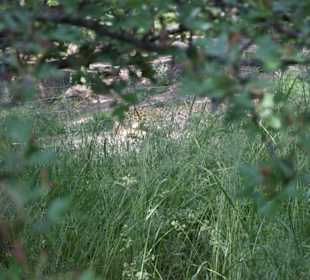 Blick aufs Gepardgehege