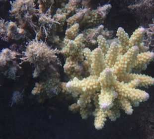 Schnorcheln Hurghada