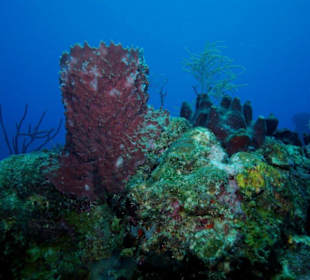 Tauchen in Boca Chica mit Caribbean Divers