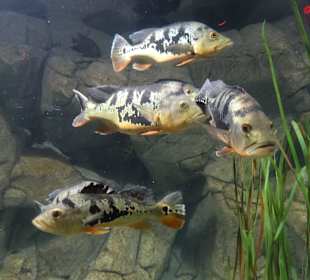 Im Aquarium unterwegs