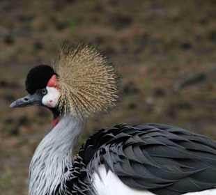Serengeti Park Hodenhagen