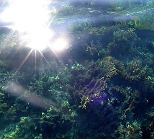 Sonnenstrahlen brechen an der Wasseroberfläche