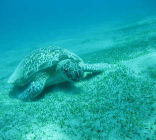 Turtles sind immer wider toll