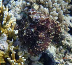 Осьминожка