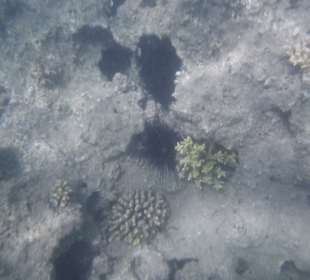 Schnorcheln Hurghada