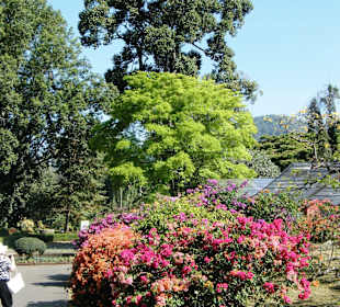 Peradeniya Botanischer Garten