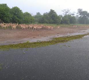 Trotz Unwetter gute Tiersichtungen