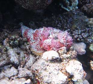 Shaab Marsa Alam