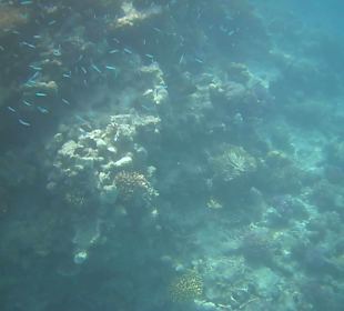 Schnorcheln Sharm el Sheikh