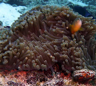 Tauchen im Mnemba-Atoll