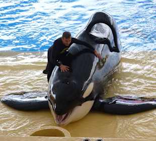 Orca Show