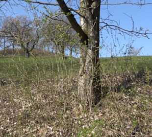 Wanderung Florianrunde