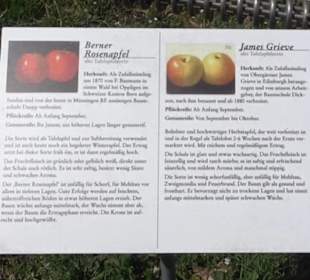 Streuobstwiesen der Hopfenburg