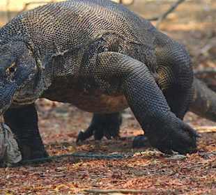 Komodo Giant Lizard