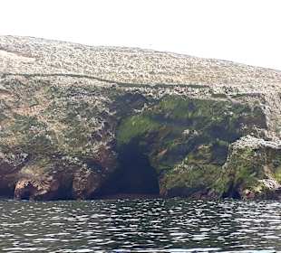 Ausflug Ballestas Inseln