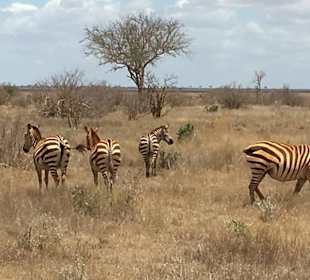 Geführte Touren Marco Polo Tours & Safaris Diani Beach 