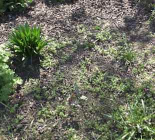 Rosengarten Zweibrücken