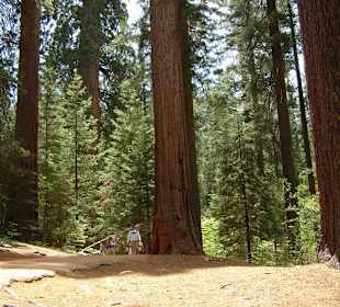 Parco Nazionale di Yosemite