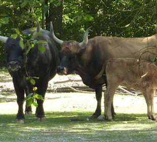 Auerochsen mit Jungtier