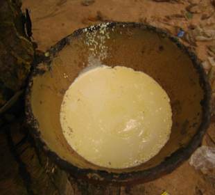 Das Kautschuk wird in einer Kokosnuss gesammelt.