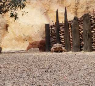 Zoo Wrocław