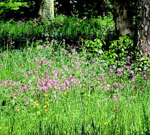 Spaziergang durch den Forstbotanischen Garten