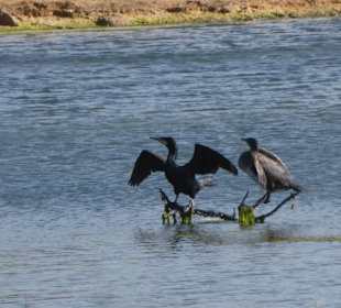 Lagune Ria Formosa: Vogelbeobachtung