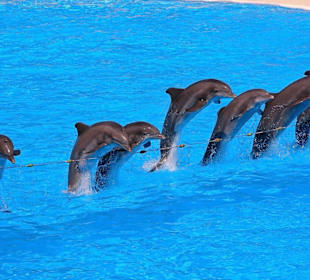 Loro - Park Delfin - Show
