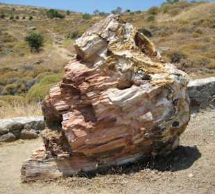 Versteinerter Wald Motiv 4