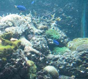 Riffaquarium