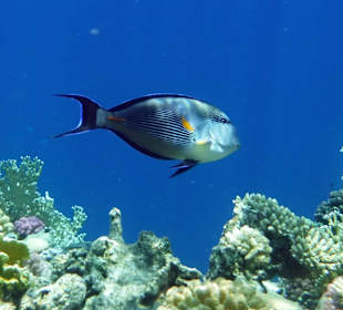 Rwelt Riff Rohanou Beach Resort