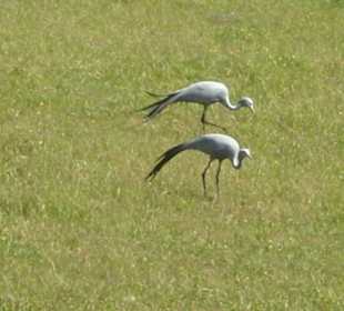 Blaureiher