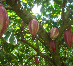 Truck Safarie mit RH.