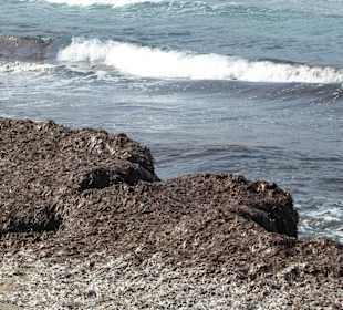 Prasonissi